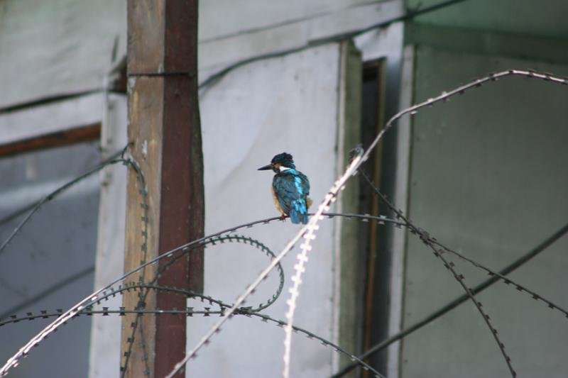 888 Srinigar 20-08-2009.jpg